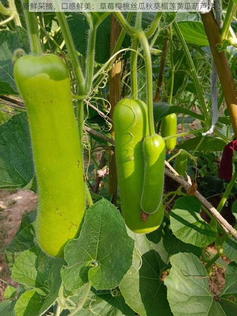 新鲜采摘,口感鲜美:草莓樱桃丝瓜秋葵榴莲黄瓜葫芦娃